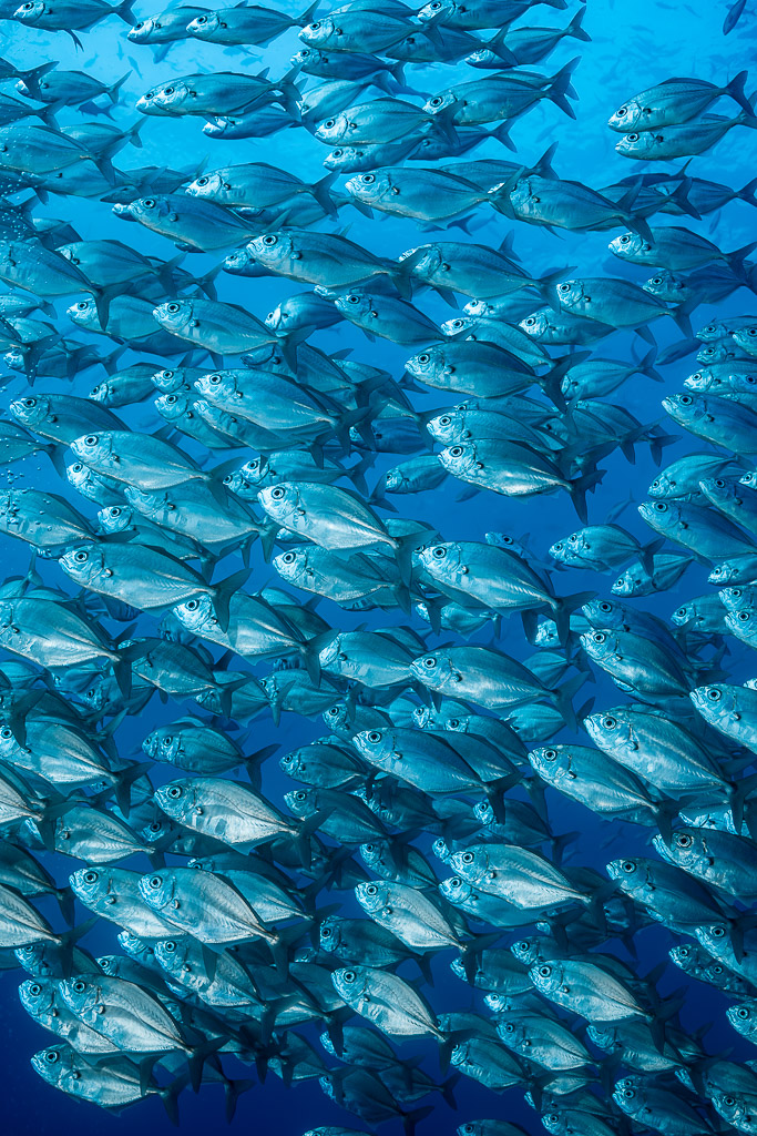 Dense school of jacks filling the frame, vertical format, El Boiler (San Benedicto), Revillagigedo, Mexico