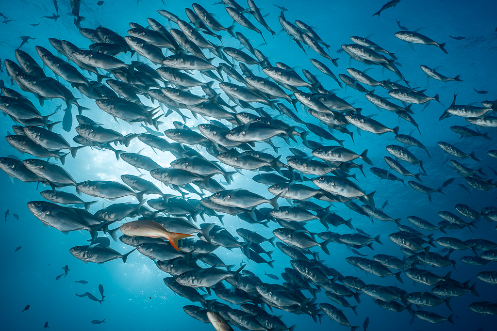 School of jacks backlit by the sun with a single red fish, El Boiler (San Benedicto), Revillagigedo, Mexico