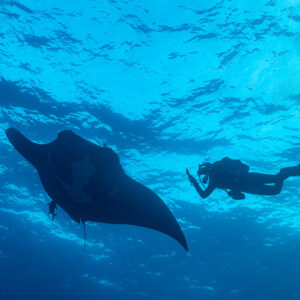 Giant oceanic manta ray and diver silhouetted under the surface, El Boiler (San Benedicto), Revillagigedo, Mexico