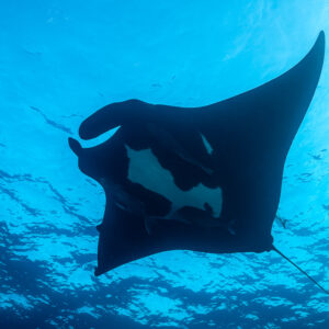 Giant oceanic manta ray from below against bright rippled surface, El Boiler (San Benedicto), Revillagigedo, Mexico