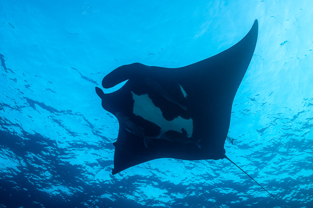 Giant oceanic manta ray from below against bright rippled surface, El Boiler (San Benedicto), Revillagigedo, Mexico