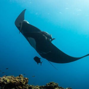 Black giant oceanic manta ray banking above reef in green-blue water, El Boiler (San Benedicto), Revillagigedo, Mexico