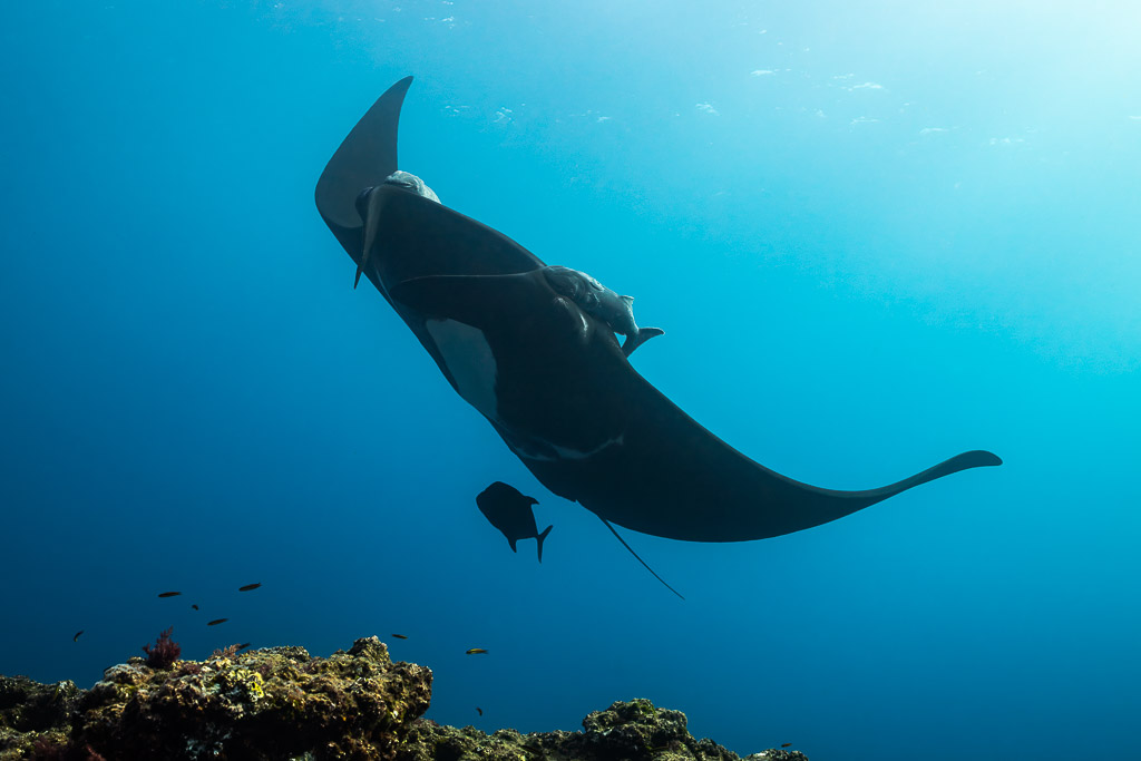 Black giant oceanic manta ray banking above reef in green-blue water, El Boiler (San Benedicto), Revillagigedo, Mexico