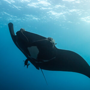 Black giant oceanic manta ray turning under the surface, El Boiler (San Benedicto), Revillagigedo, Mexico