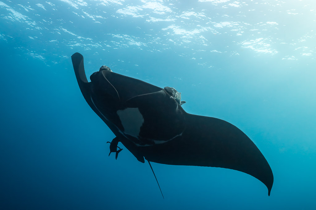 Black giant oceanic manta ray turning under the surface, El Boiler (San Benedicto), Revillagigedo, Mexico