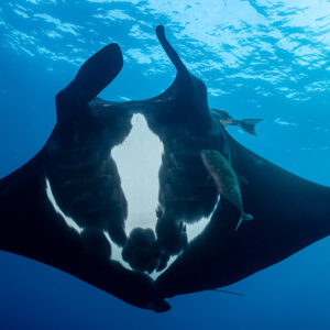 Black manta ray with white belly patch seen head-on from below, El Boiler (San Benedicto), Revillagigedo, Mexico