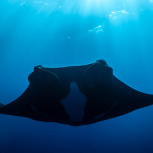 Black giant oceanic manta ray silhouette with sun rays above, El Boiler (San Benedicto), Revillagigedo, Mexico
