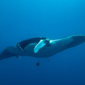 Giant oceanic manta ray head-on with one cephalic fin curled, El Boiler (San Benedicto), Revillagigedo, Mexico