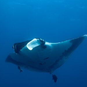 Giant oceanic manta ray approaching head-on, cephalic fins rolled, El Boiler (San Benedicto), Revillagigedo, Mexico