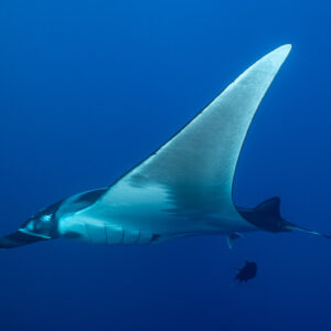 Giant oceanic manta ray banking, white underside and long tail, El Boiler (San Benedicto), Revillagigedo, Mexico