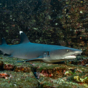 Whitetip reef shark resting on a ledge, mouth open, El Boiler (San Benedicto), Revillagigedo, Mexico