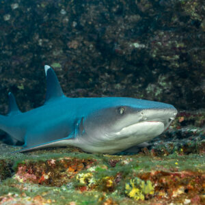 Whitetip reef shark resting on rocky ledge, front three-quarter view, El Boiler (San Benedicto), Revillagigedo, Mexico