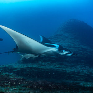 Giant oceanic manta ray banking over a rocky pinnacle, El Boiler (San Benedicto), Revillagigedo, Mexico
