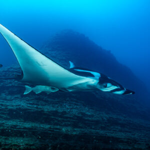 Giant oceanic manta ray wing raised against a rocky pinnacle, El Boiler (San Benedicto), Revillagigedo, Mexico