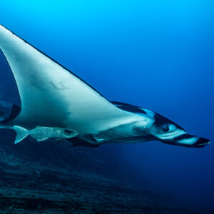 Close view of giant oceanic manta ray banking with remora below, El Boiler (San Benedicto), Revillagigedo, Mexico