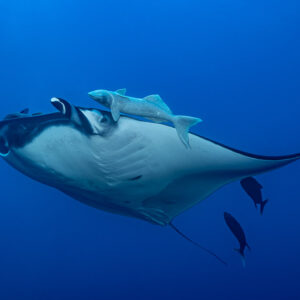 Giant oceanic manta ray belly view carrying large remoras, El Boiler (San Benedicto), Revillagigedo, Mexico