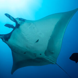 Pale giant oceanic manta ray underside with a jack alongside, El Boiler (San Benedicto), Revillagigedo, Mexico