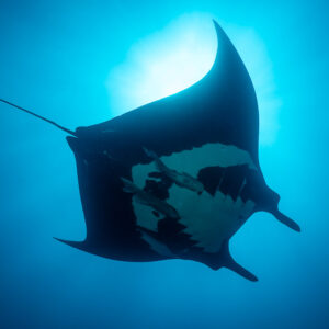 Giant oceanic manta ray against the sun, belly markings visible, El Boiler (San Benedicto), Revillagigedo, Mexico