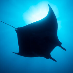 Giant oceanic manta ray in full silhouette against a sunburst, El Boiler (San Benedicto), Revillagigedo, Mexico