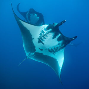 Giant oceanic manta ray belly view with a second manta behind, El Boiler (San Benedicto), Revillagigedo, Mexico