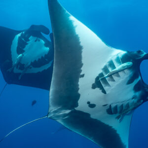 Two giant oceanic manta rays overlapping, close belly view, El Boiler (San Benedicto), Revillagigedo, Mexico