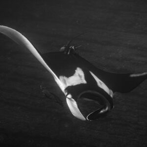 Noir et blanc