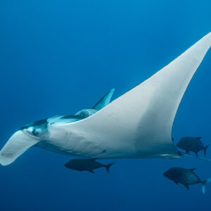 Giant oceanic manta ray banking with jacks swimming beneath, El Boiler (San Benedicto), Revillagigedo, Mexico