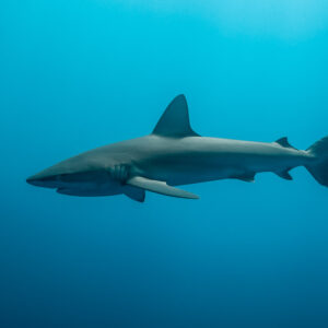 Silky shark swimming right to left in turquoise water, El Boiler (San Benedicto), Revillagigedo, Mexico