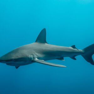 Silky shark in profile in turquoise water, pectoral fins spread, El Boiler (San Benedicto), Revillagigedo, Mexico