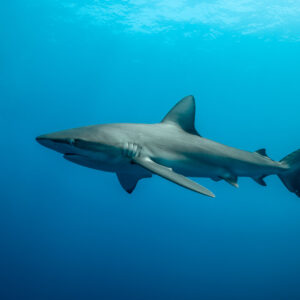 Silky shark cruising in blue water below the sunlit surface, El Boiler (San Benedicto), Revillagigedo, Mexico
