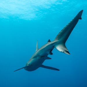 Silky shark banking upward toward the surface, seen from below, El Boiler (San Benedicto), Revillagigedo, Mexico