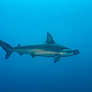 Scalloped hammerhead shark swimming in profile in open blue water, El Boiler (San Benedicto), Revillagigedo, Mexico