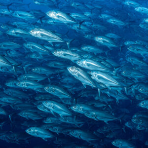 Dense school of bigeye trevallies filling the frame in blue water, El Boiler (San Benedicto), Revillagigedo, Mexico