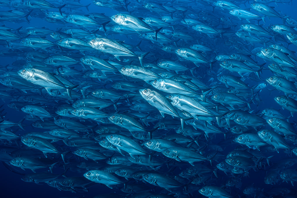Dense school of bigeye trevallies filling the frame in blue water, El Boiler (San Benedicto), Revillagigedo, Mexico