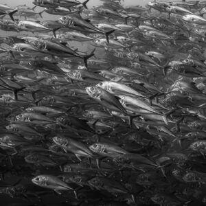 Black-and-white view of a dense bigeye trevally school, El Boiler (San Benedicto), Revillagigedo, Mexico