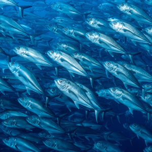 Bigeye trevallies in a tight school, close diagonal view, El Boiler (San Benedicto), Revillagigedo, Mexico