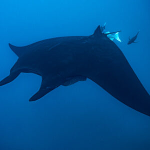 Black giant oceanic manta ray from above, escorted by small trevallies, El Boiler (San Benedicto), Revillagigedo, Mexico