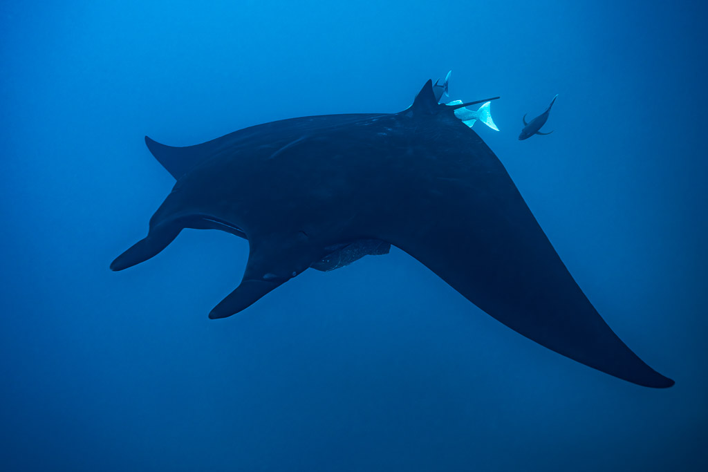 Black giant oceanic manta ray from above, escorted by small trevallies, El Boiler (San Benedicto), Revillagigedo, Mexico