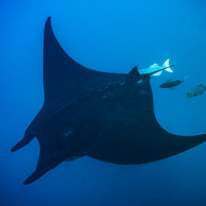 Black giant oceanic manta ray banking with remora and jacks above its back, El Boiler (San Benedicto), Revillagigedo, Mexico