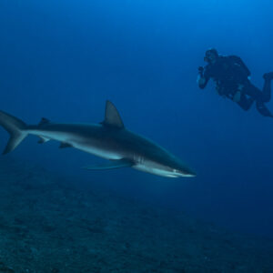 Silky shark gliding over the bottom toward a diver with camera, El Boiler (San Benedicto), Revillagigedo, Mexico