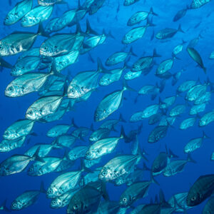 Bigeye trevally school seen from below against bright blue water, El Boiler (San Benedicto), Revillagigedo, Mexico