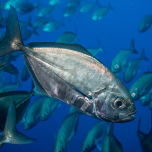Close-up of a bigeye trevally in front of its school, El Boiler (San Benedicto), Revillagigedo, Mexico