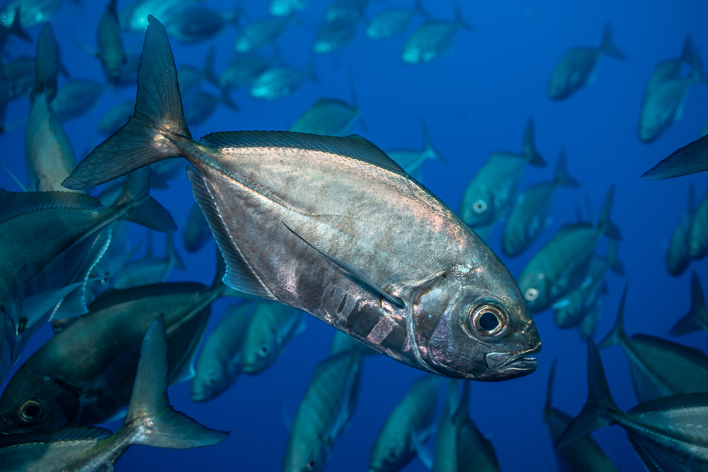 Close-up of a bigeye trevally in front of its school, El Boiler (San Benedicto), Revillagigedo, Mexico