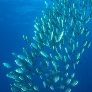 Vertical view of a bigeye trevally school rising in a spiral, El Boiler (San Benedicto), Revillagigedo, Mexico