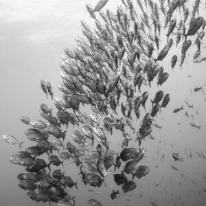 Black-and-white vertical view of a bigeye trevally school against the surface, El Boiler (San Benedicto), Revillagigedo, Mexico
