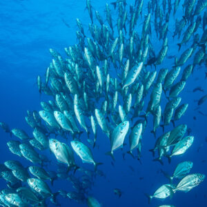 Bigeye trevally school forming a curved column in deep blue water, El Boiler (San Benedicto), Revillagigedo, Mexico