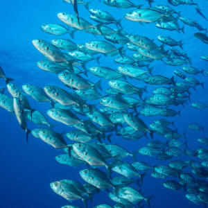 Bigeye trevally school streaming upward toward the surface, vertical frame, El Boiler (San Benedicto), Revillagigedo, Mexico