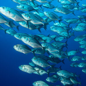 Bigeye trevallies passing close to the lens, vertical frame, El Boiler (San Benedicto), Revillagigedo, Mexico