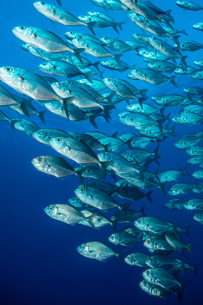 Bigeye trevallies passing close to the lens, vertical frame, El Boiler (San Benedicto), Revillagigedo, Mexico