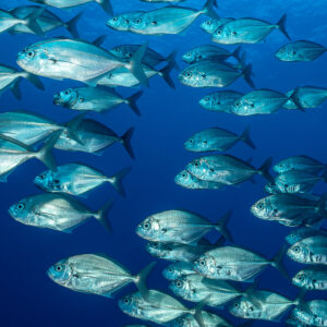 Bigeye trevallies spread through blue water in vertical frame, El Boiler (San Benedicto), Revillagigedo, Mexico